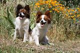 EPAGNEUL PAPILLON 101